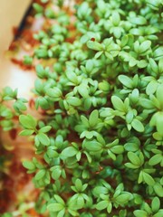 bittercress