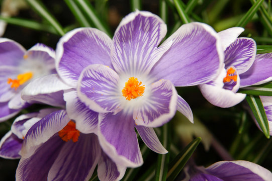 Purple And White Crocus