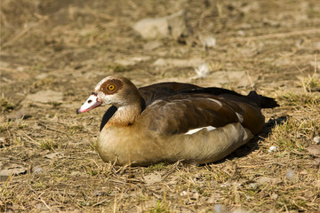 egyptian goose / Alopochen aegyptiacus