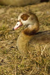 egyptian goose / Alopochen aegyptiacus