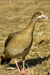 egyptian goose / Alopochen aegyptiacus