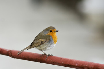 European robin (Erithacus rubecula)