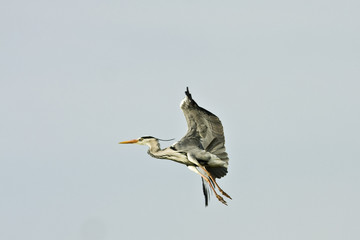 grey heron in flight against the blue sky