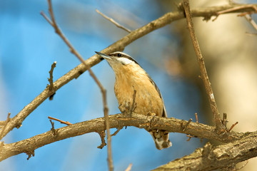 Eurasian nuthatch (Sitta europaea)