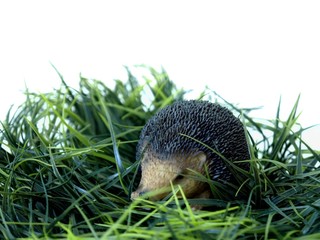 Igel im Gras