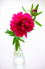 Pink peony
