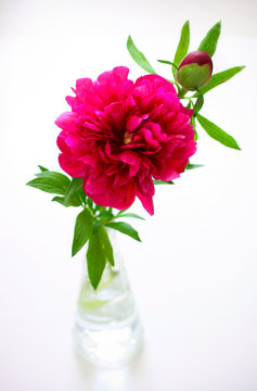 Fototapeta Pink peony