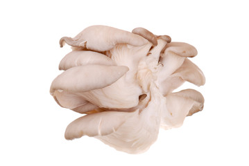 Fresh oyster mushroom isolated on white