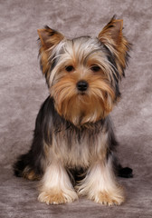 Puppy of the Yorkshire Terrier