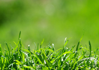 grass