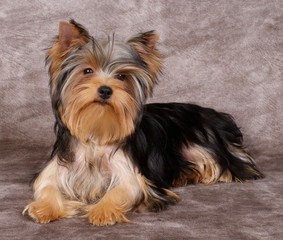 Puppy of the Yorkshire Terrier