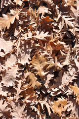 Oak leaves texture