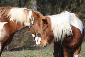 C&acirc;lin entre chevaux