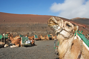 camel