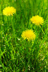 Yellow dandelions