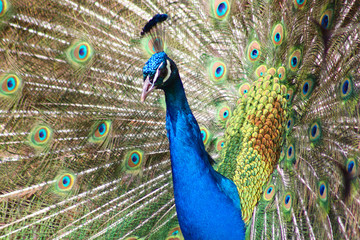 Pfau schlägt ein Rad