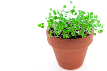 green sprouts growing from soil. Isolated on white