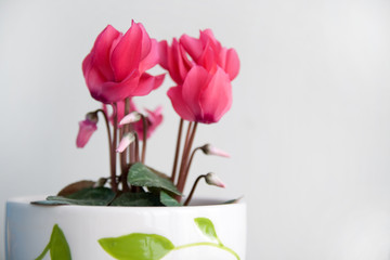 Cyclamen