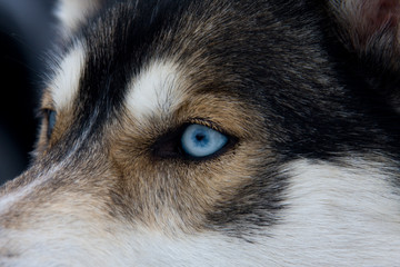 Blaues Huskyauge