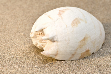 Sea shell on the beach