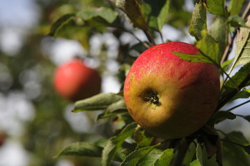 Apfel mit Tau