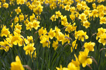 Obraz premium Frühling in der Großstadt