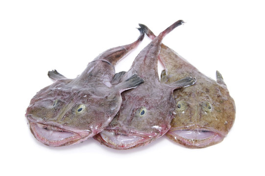 fishes