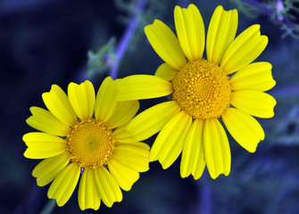 dos margaritas amarillas