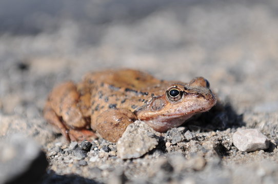 frog symbol of ecology