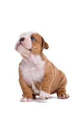 English bulldog puppy