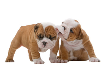 Obraz premium English bulldog puppies