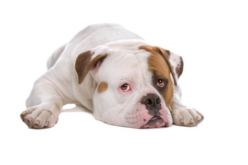 American bulldog isolated on a white background