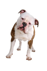 Obraz premium American bulldog isolated on a white background