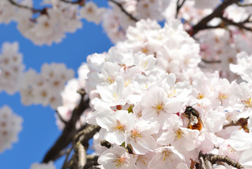 Kirschblüten mit Hummel