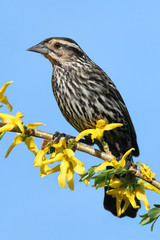 Female Red-winged Blackbird