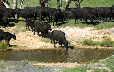 At the Waterhole