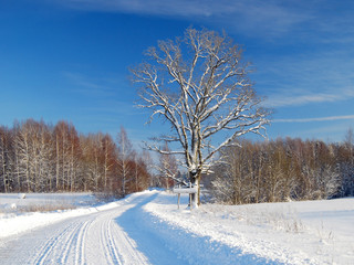 Winter road with sign and tree