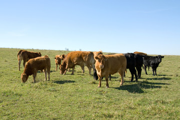 Fototapeta na wymiar Limousin Cattle