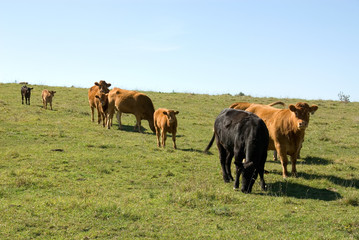 Fototapeta na wymiar Limousin Cattle