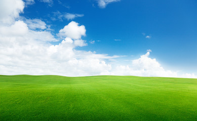 field of grass and perfect sky