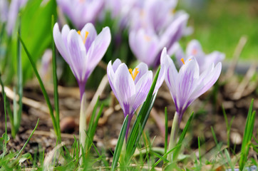 Fototapeta premium Krokus - Crocus 49