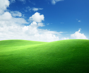 field of green grass and blue sky