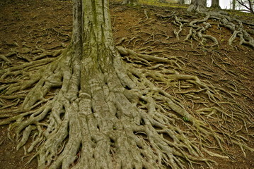 Large tree roots I