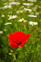 Poppy flower with daisy flowers in background