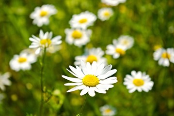 daisy flowers II