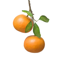 Tangerine on branch