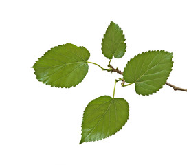 Branch isolated on white background
