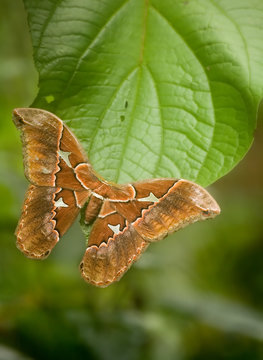 Silkmoth