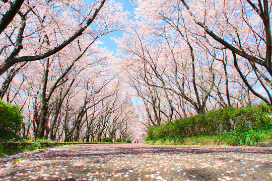cherry tree