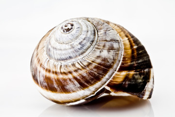 Shell of a snail isolated on white